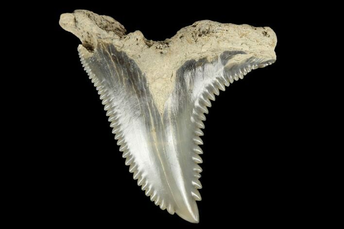 Snaggletooth Shark (Hemipristis) Tooth - Aurora, NC #180075